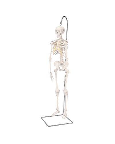 Mini Human Skeleton - Shorty - on hanging stand